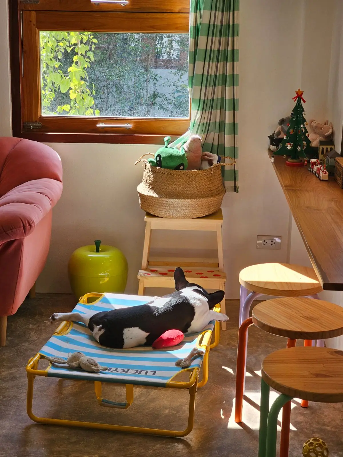 Adam and Eve Home : Cafe|Homestay pets image 5