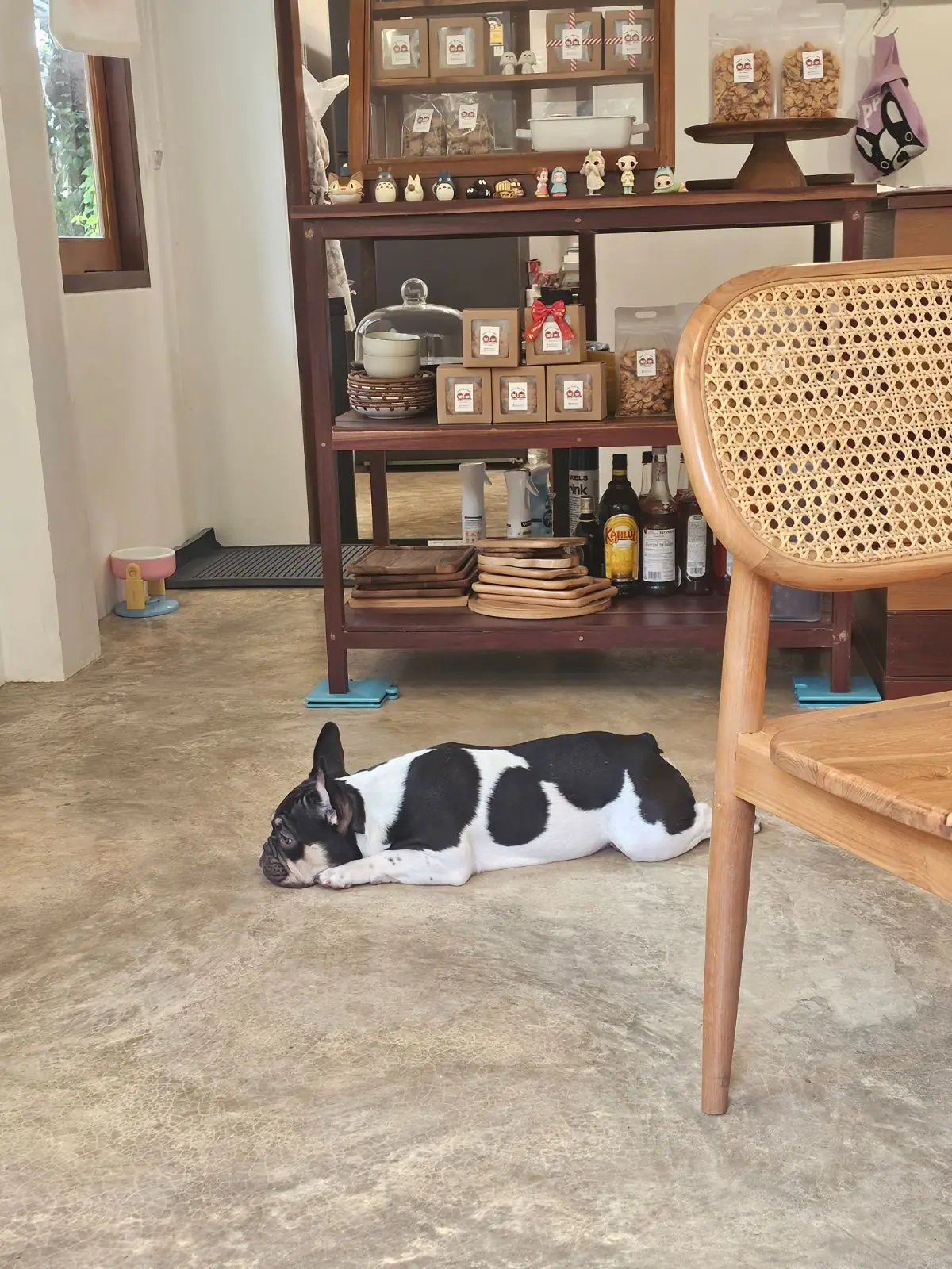 Adam and Eve Home : Cafe|Homestay pets image 6
