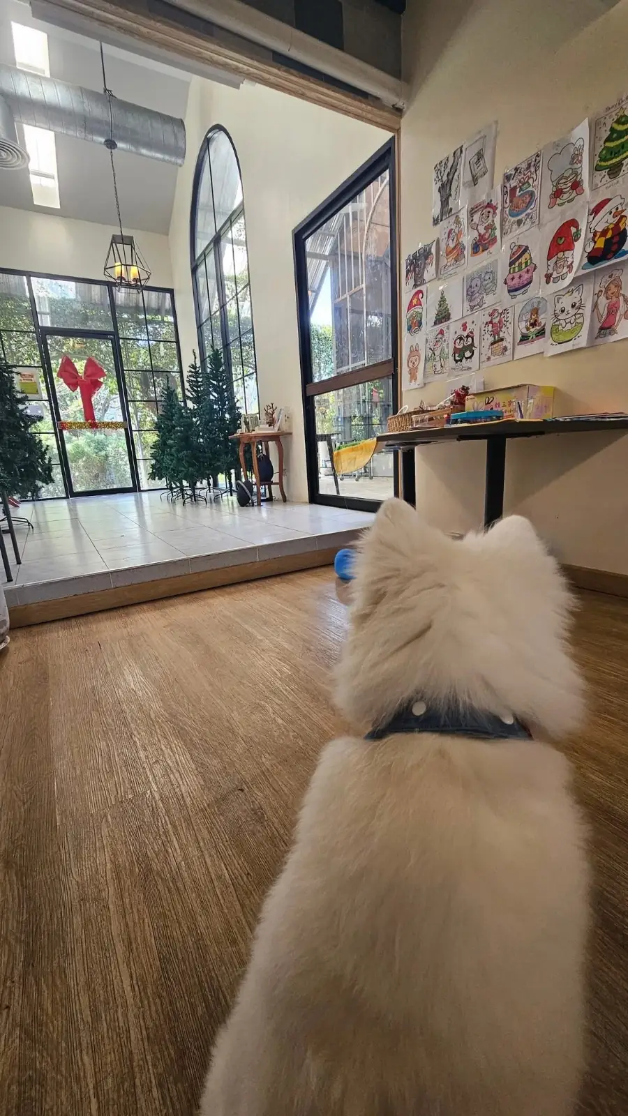 Another home cafe pets image 1