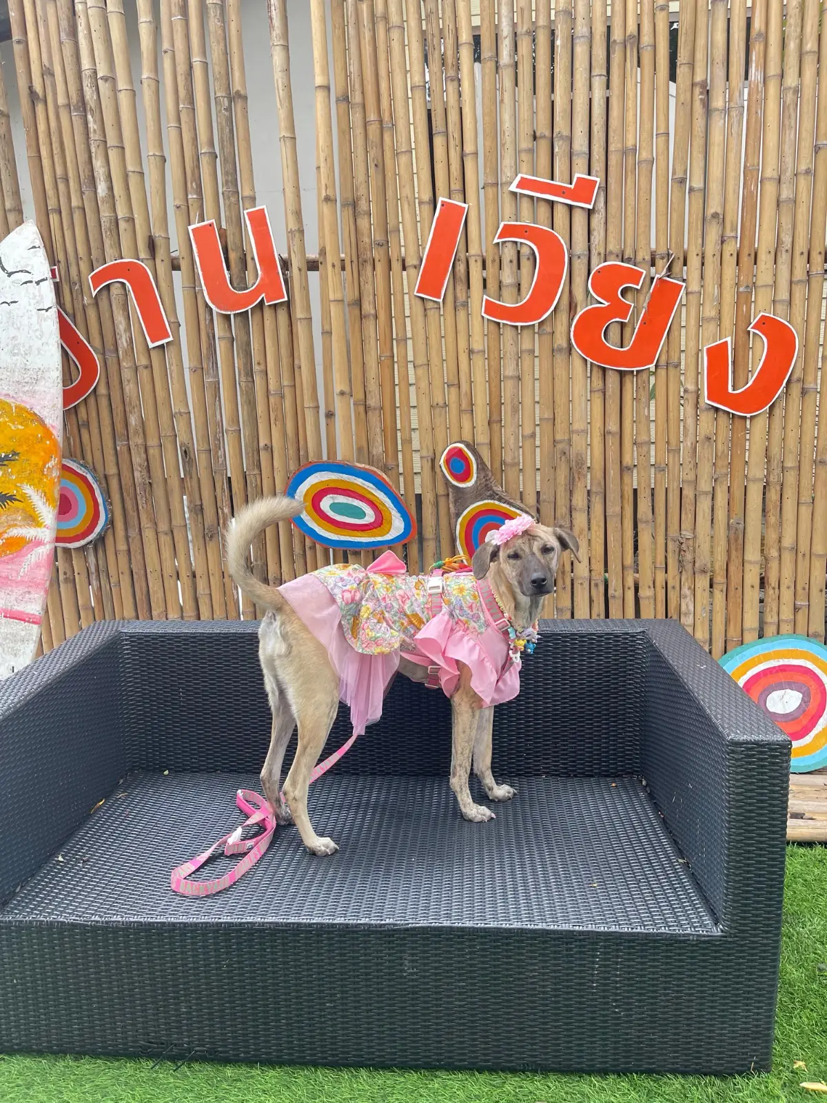 ร้านบ้านยายเวียง pets image 2