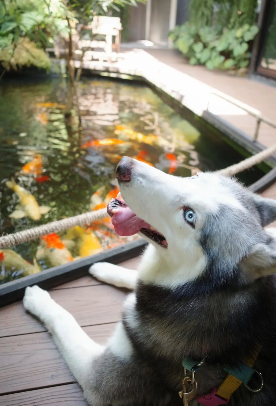 Untill today coffee pets image 1