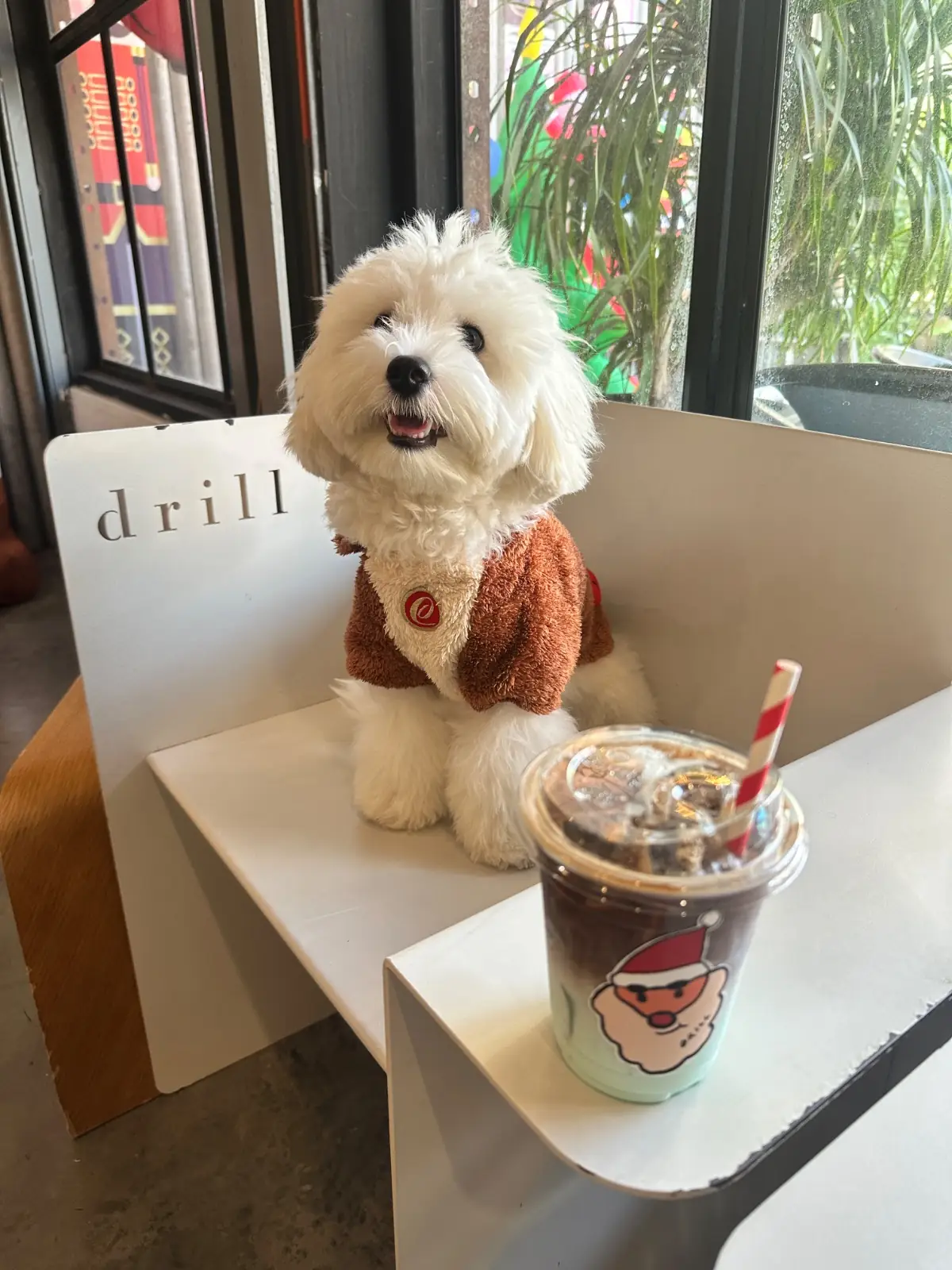 Drill pets image 2