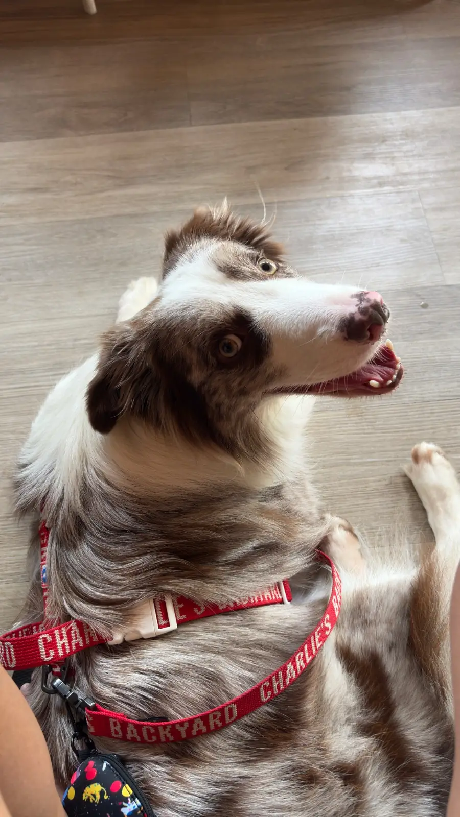 Carb and Cof. pets image 1
