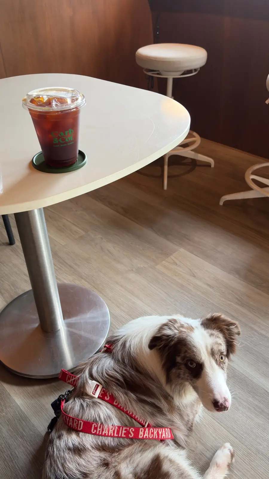 Carb and Cof. pets image 2
