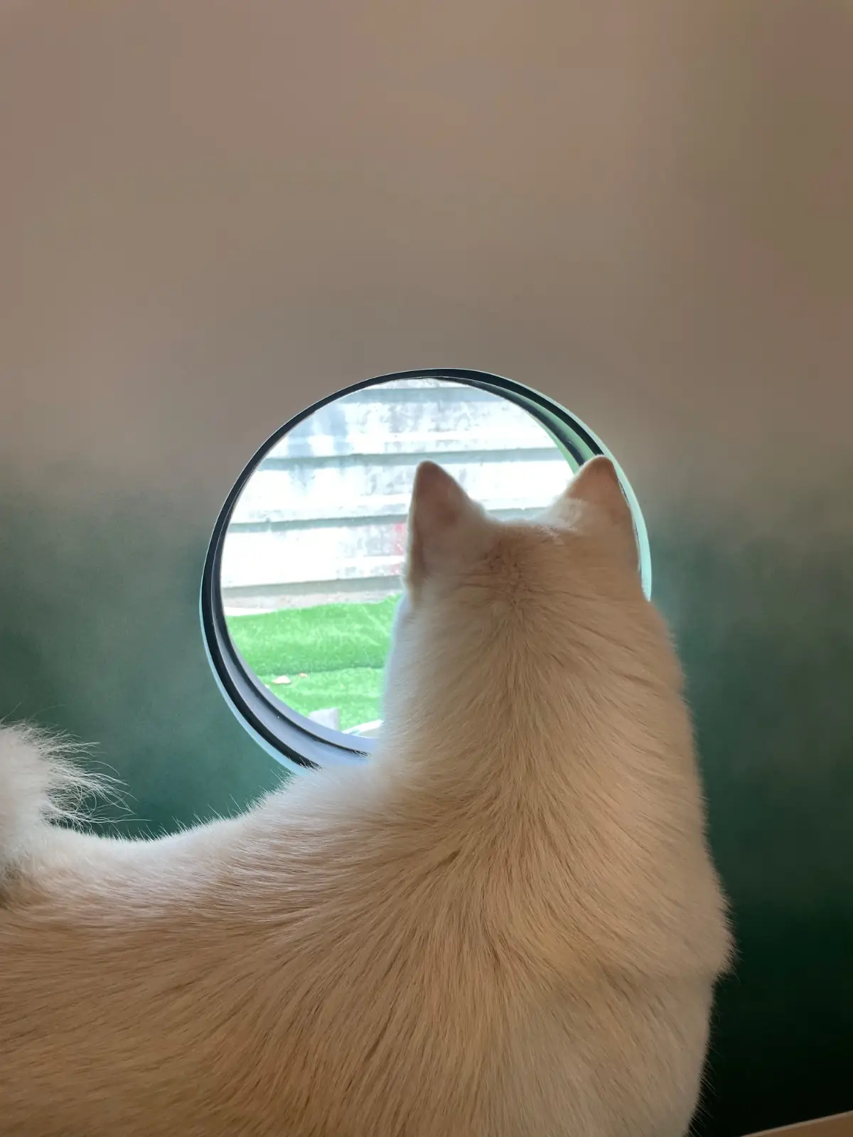 DoGGo PLAY pets image 5