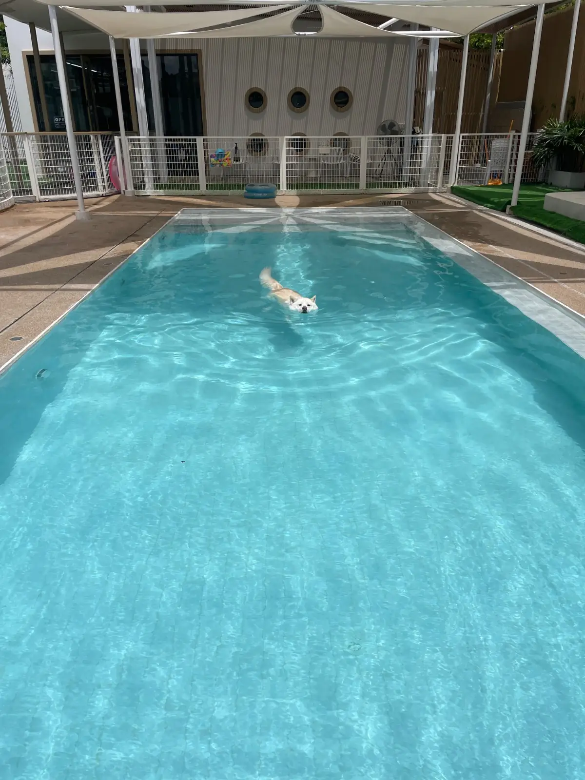 DoGGo PLAY other image 2