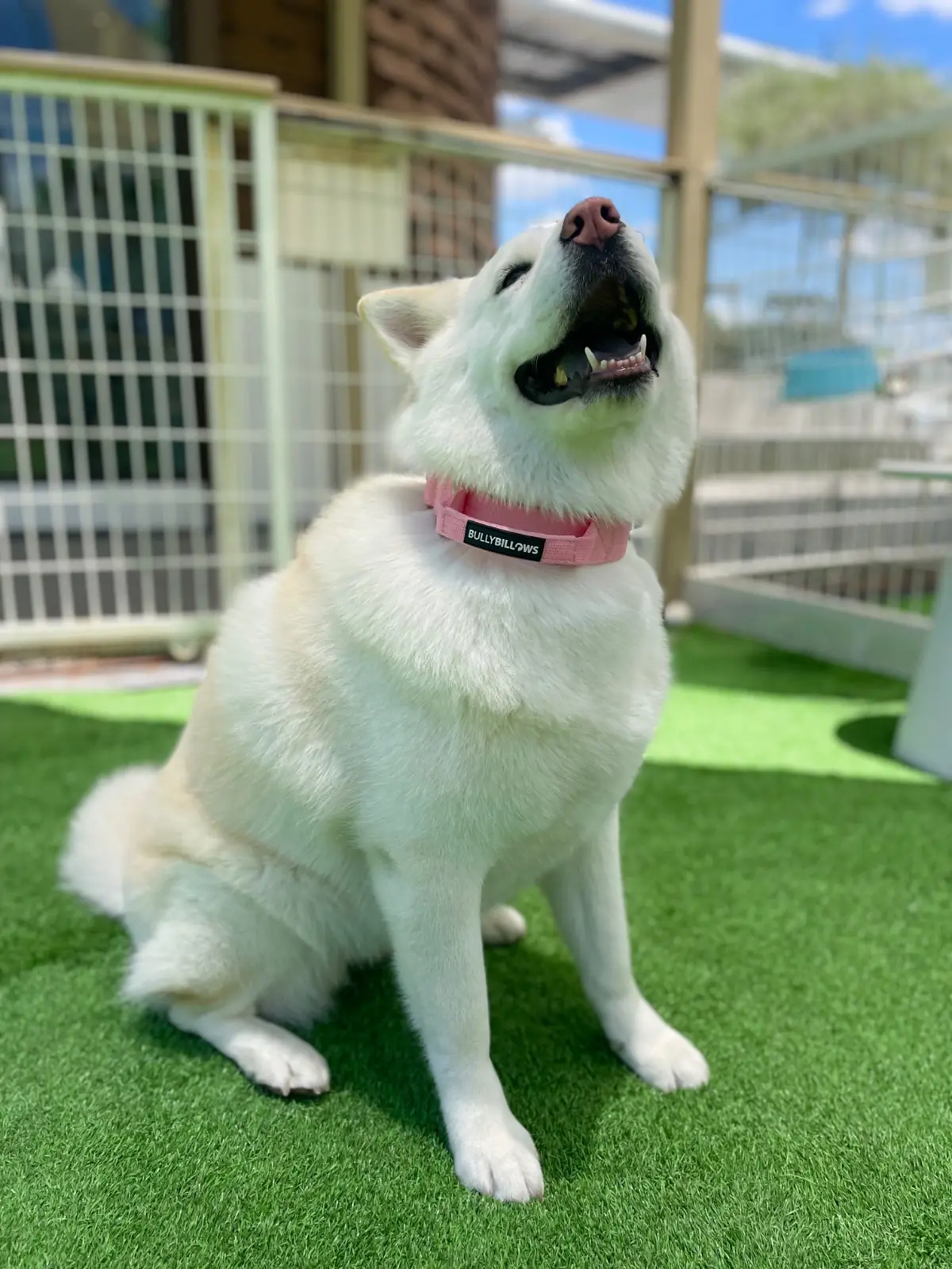 DoGGo PLAY other image 3