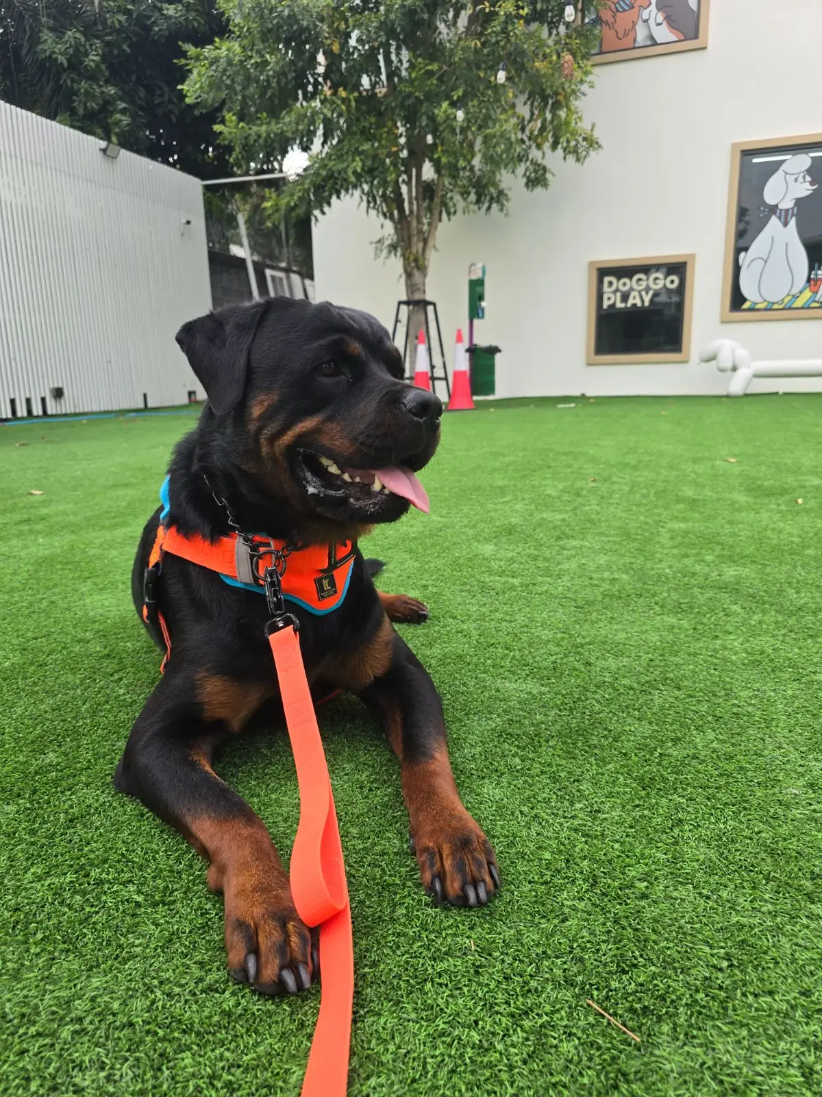 DoGGo PLAY other image 4