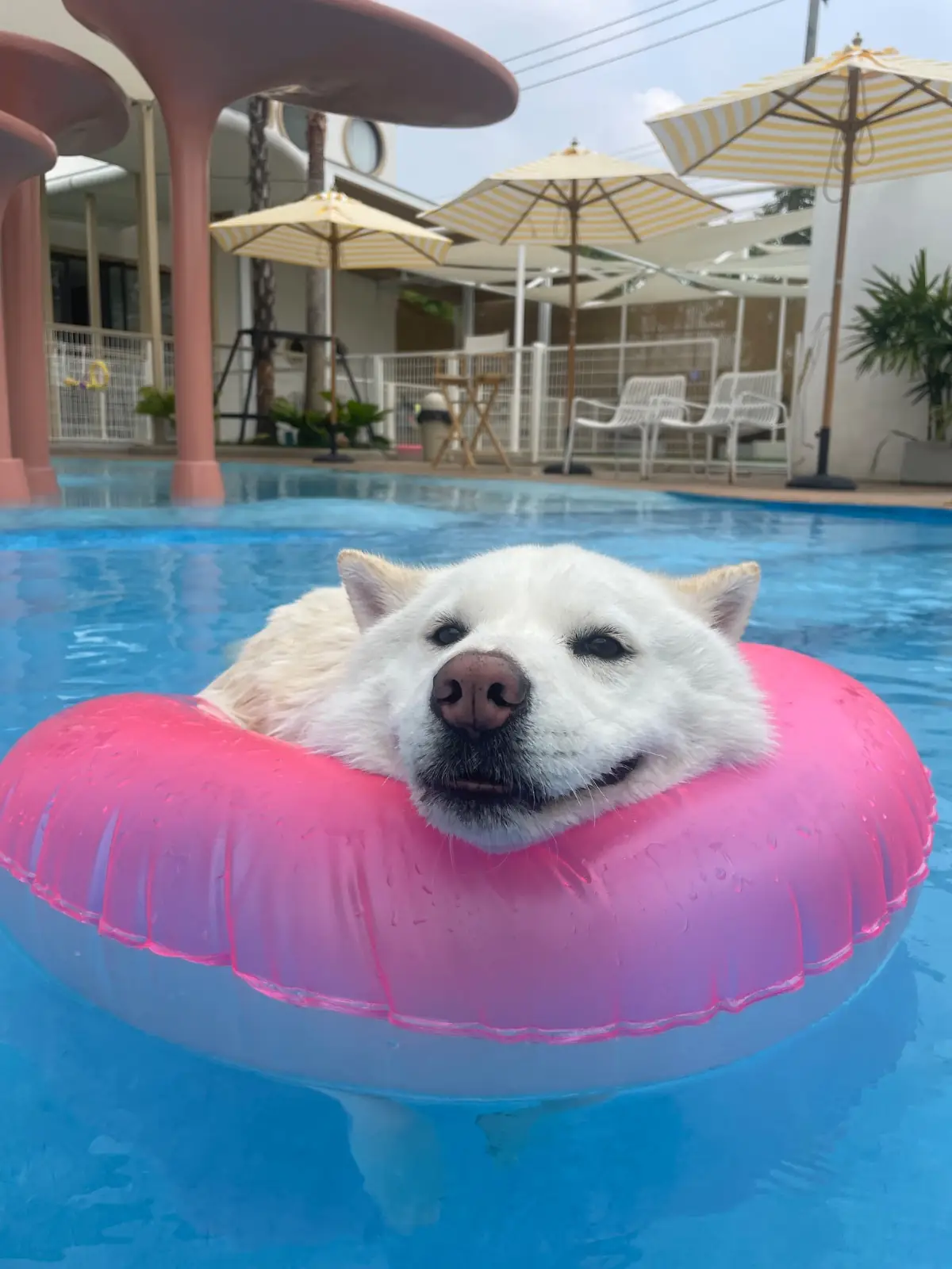 DoGGo PLAY other image 1