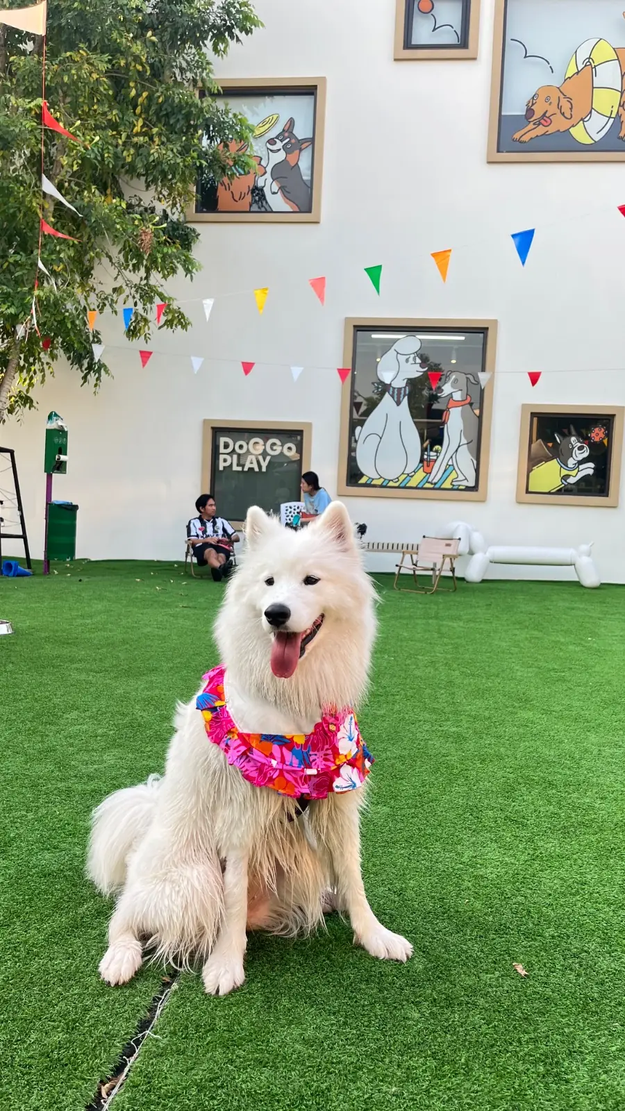 DoGGo PLAY pets image 10