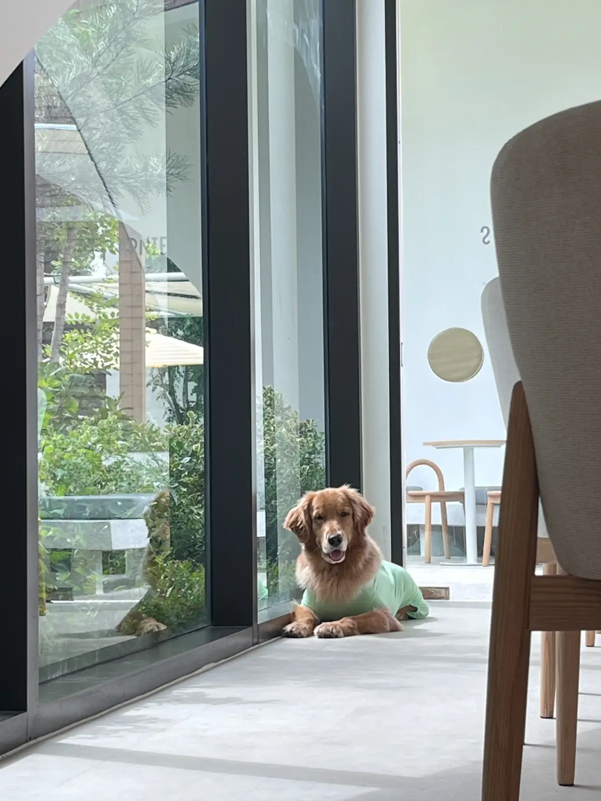 DoGGo PLAY pets image 12