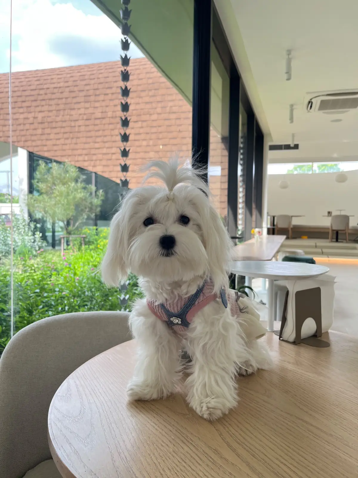 DoGGo PLAY pets image 13