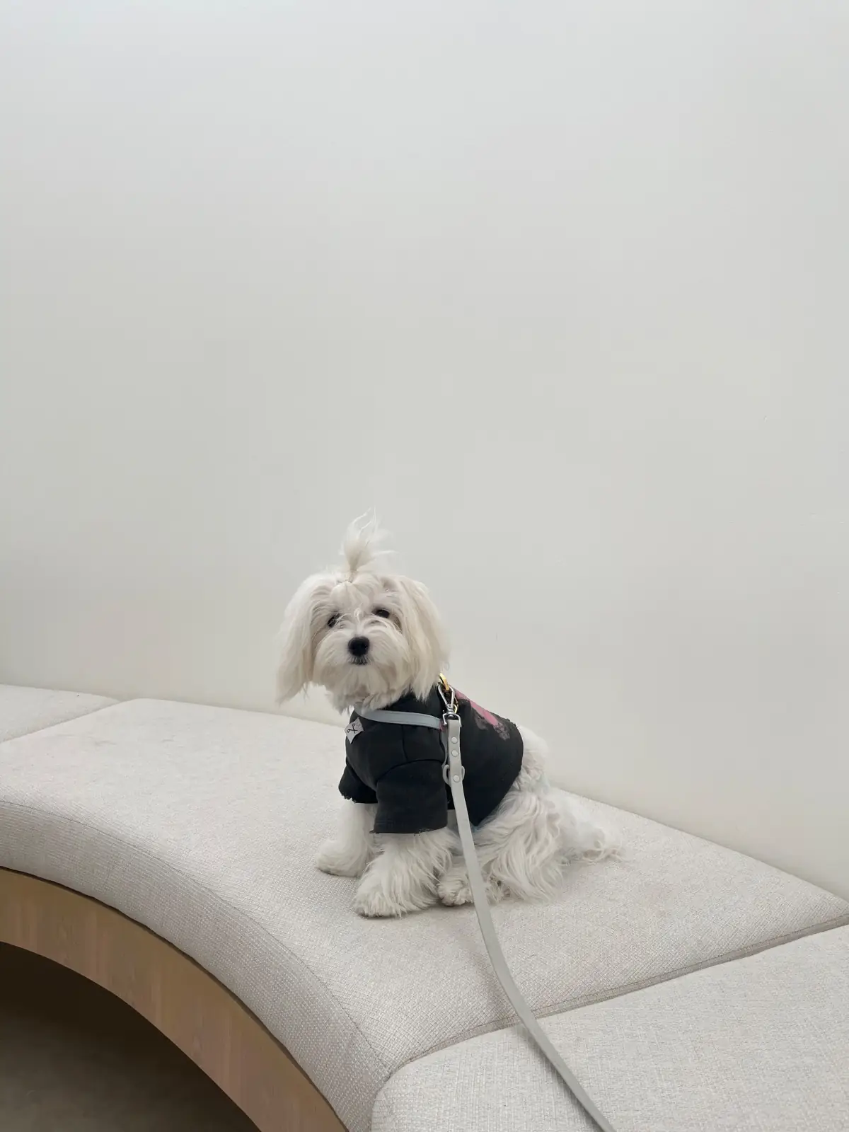 DoGGo PLAY pets image 6
