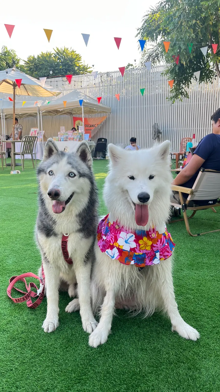 DoGGo PLAY pets image 8