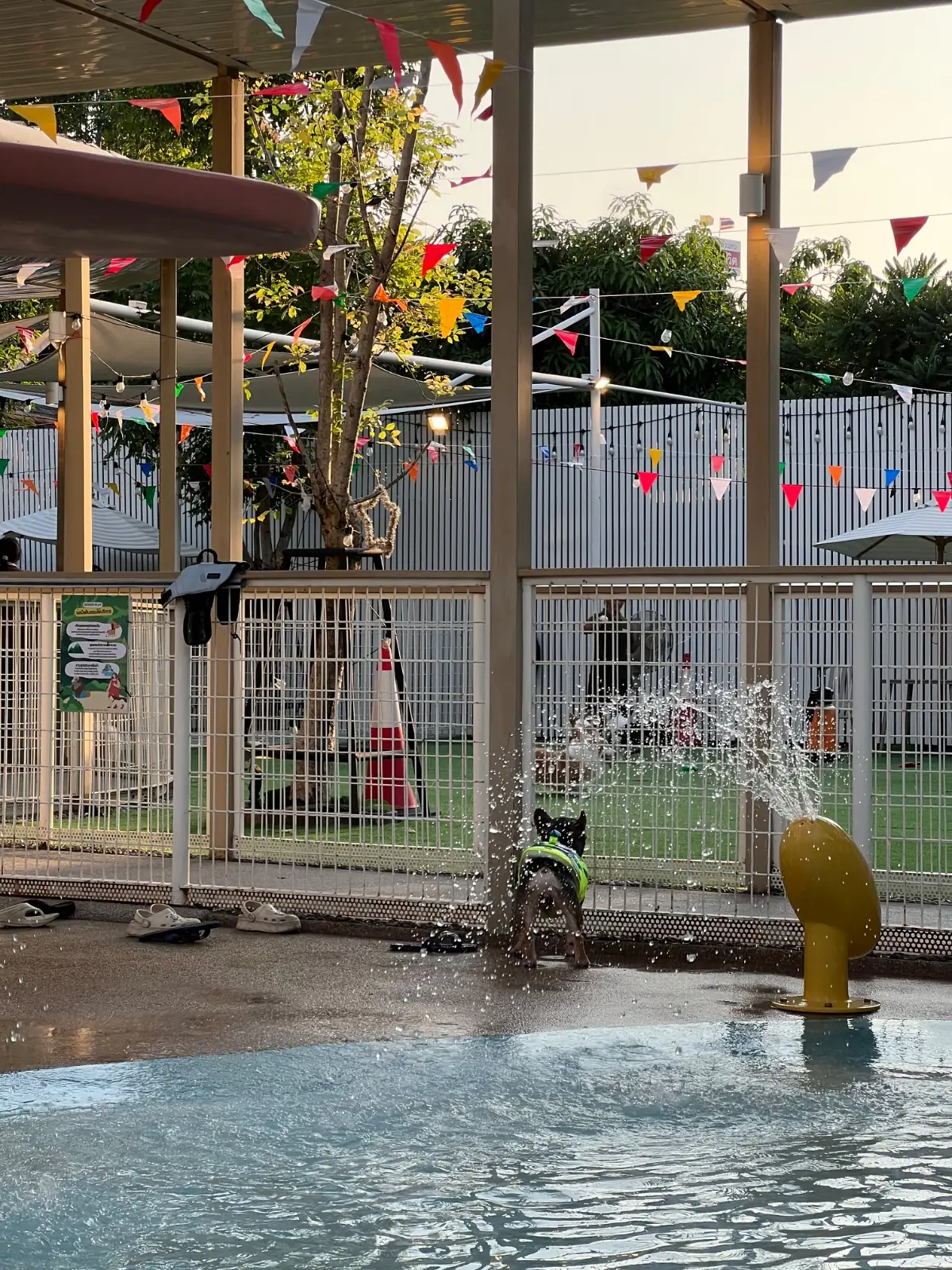 DoGGo PLAY pets image 10