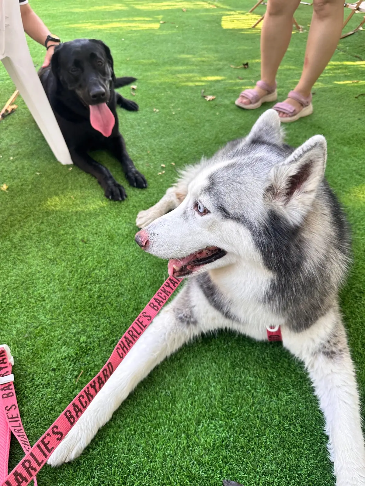 DoGGo PLAY pets image 4