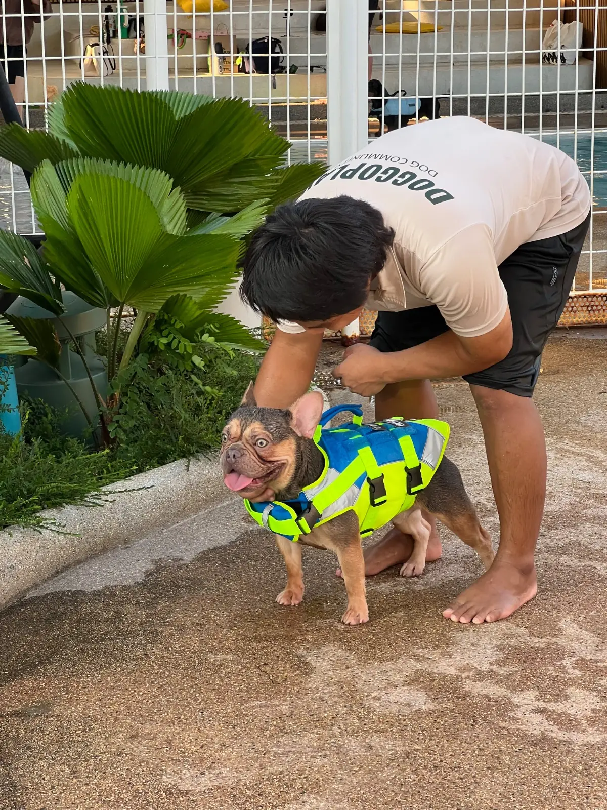 DoGGo PLAY pets image 12