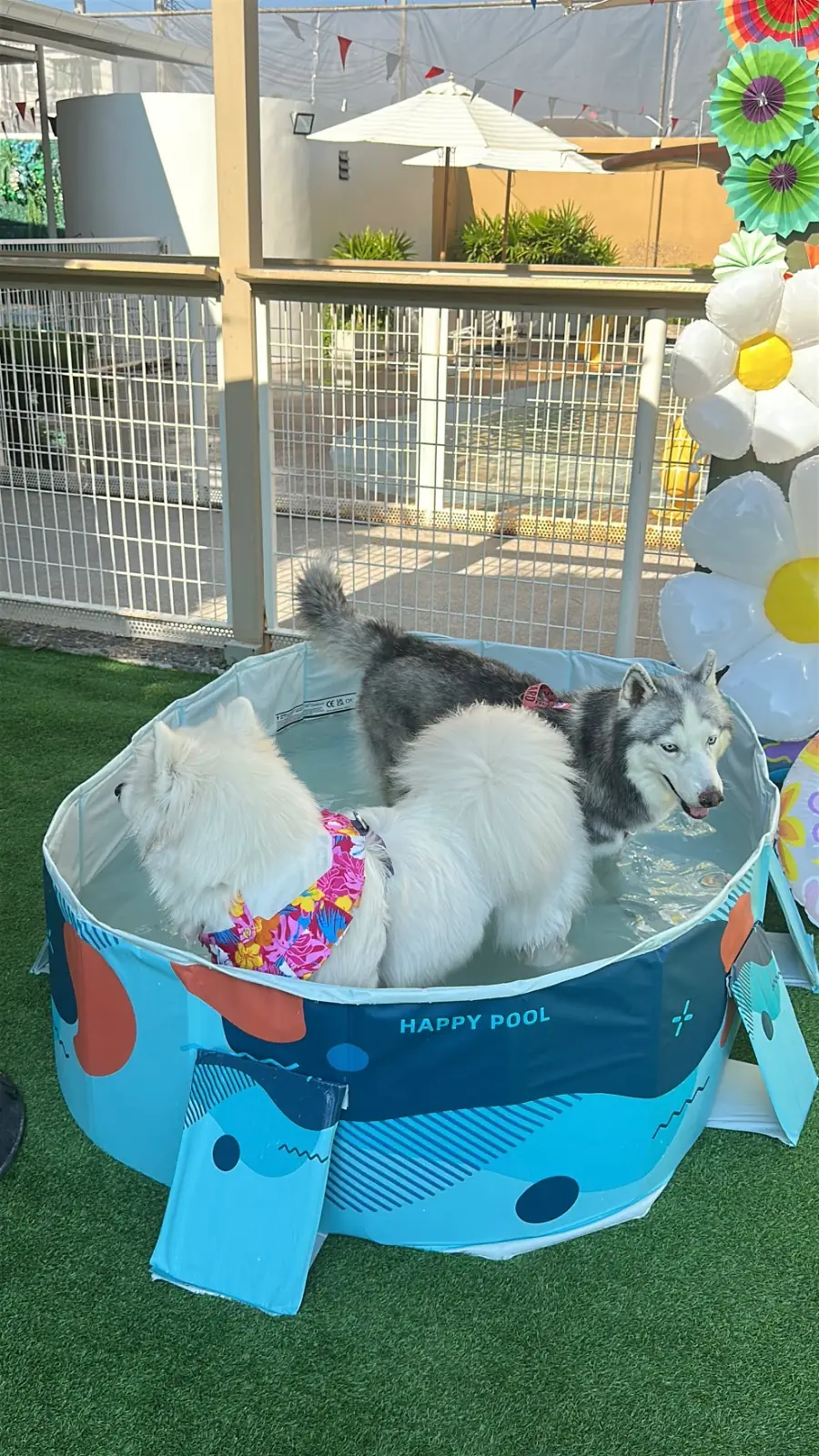 DoGGo PLAY pets image 2