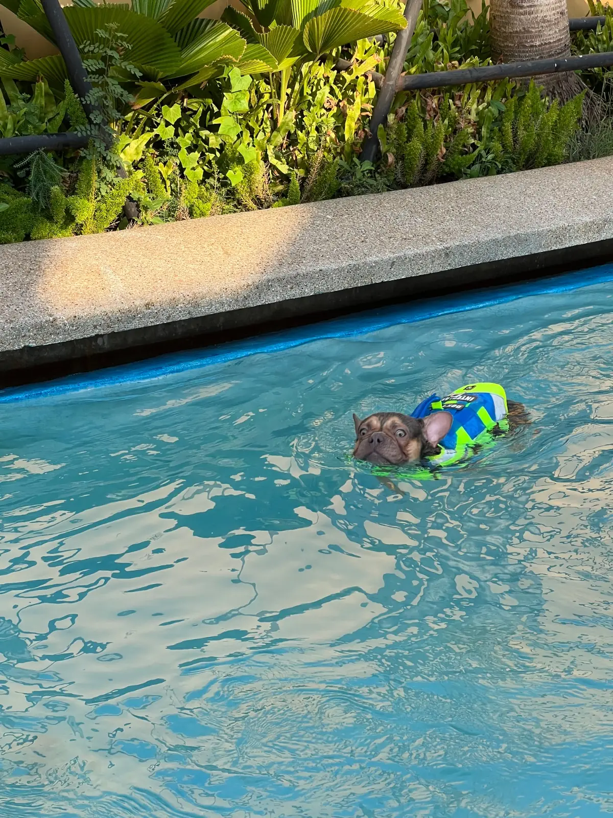 DoGGo PLAY pets image 13