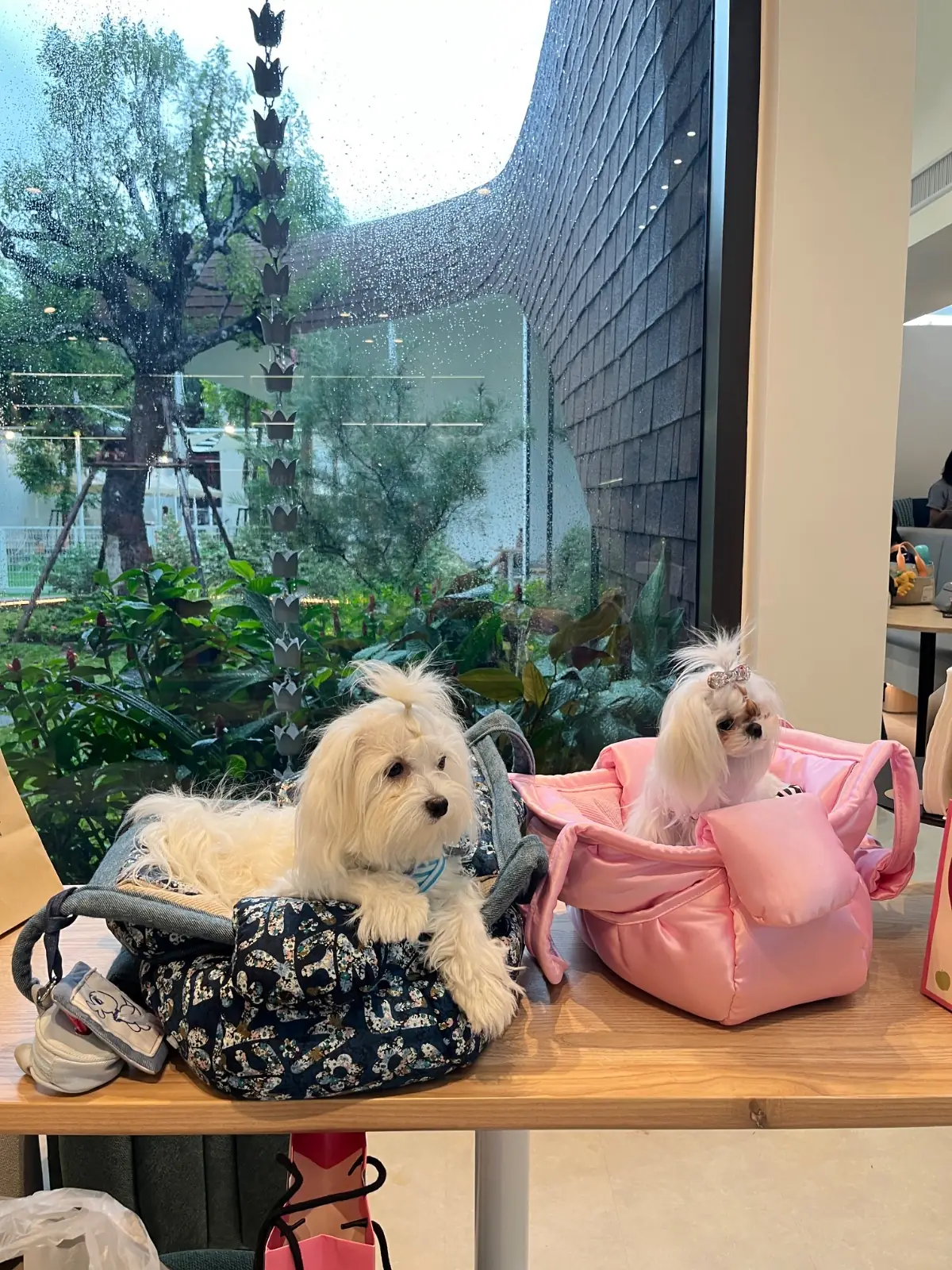 DoGGo PLAY pets image 11