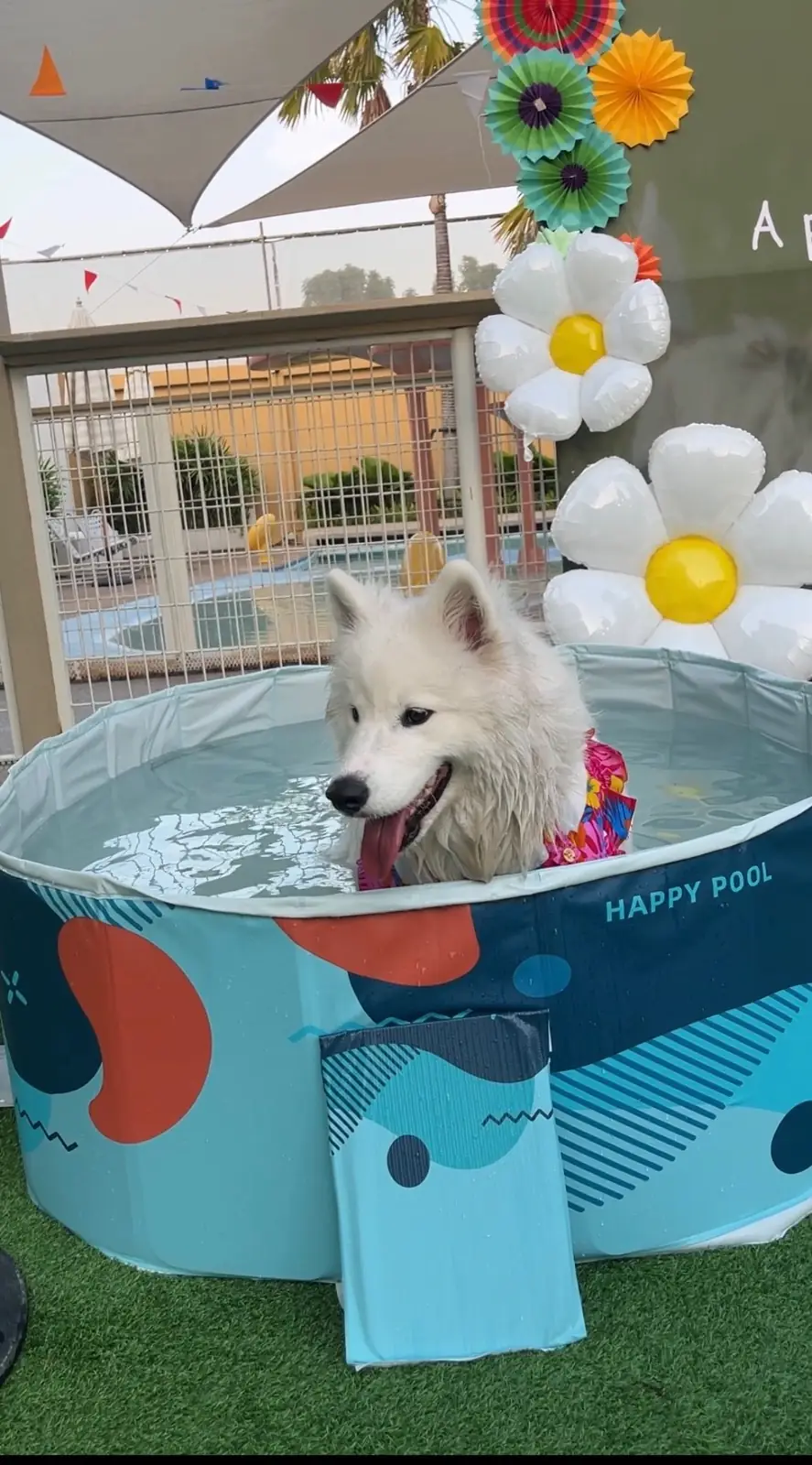 DoGGo PLAY pets image 9