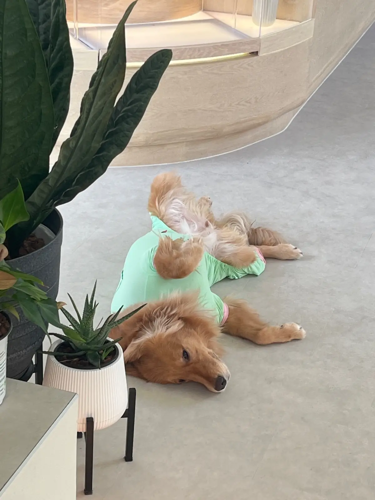 DoGGo PLAY pets image 7