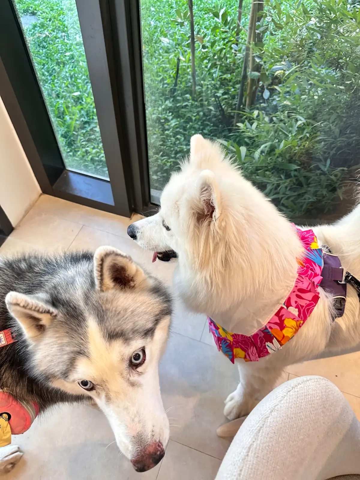DoGGo PLAY pets image 3