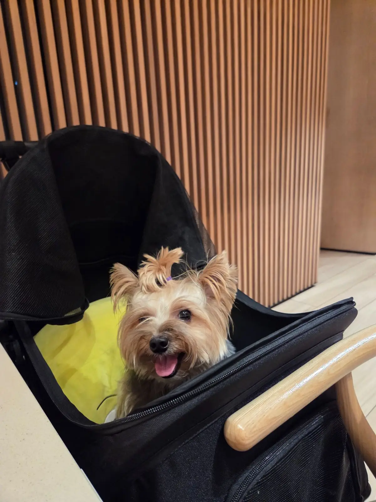 Shabu Baru pets image 1