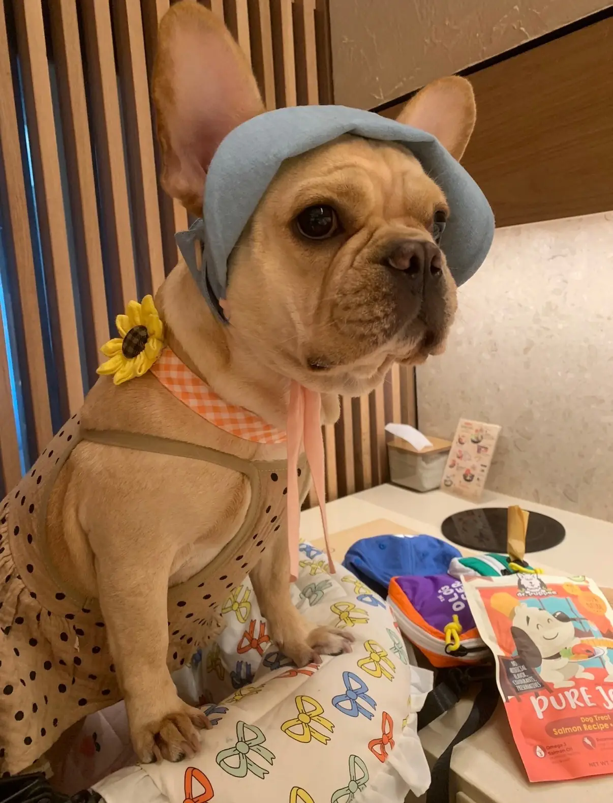 Shabu Baru pets image 4