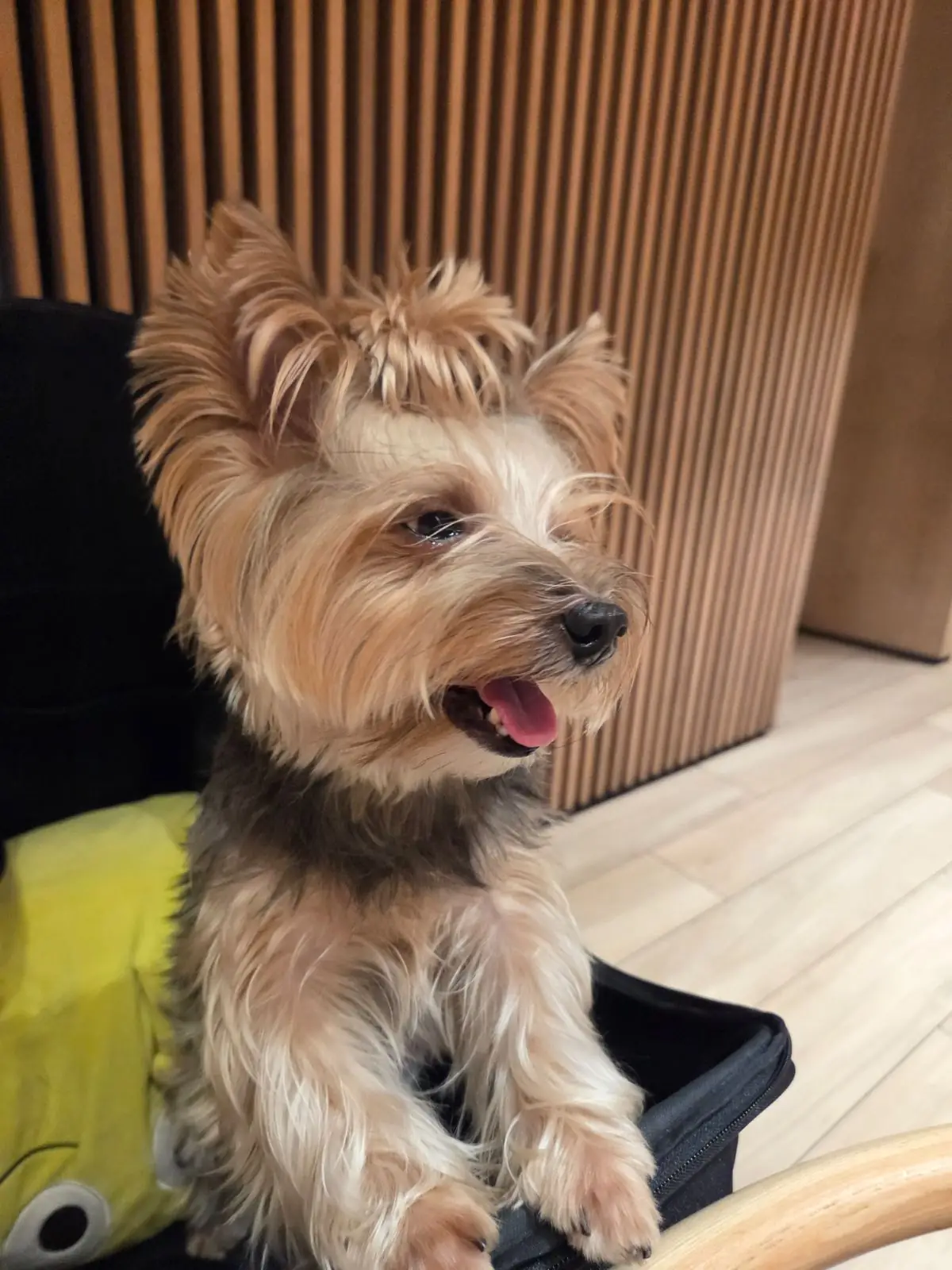 Shabu Baru pets image 2