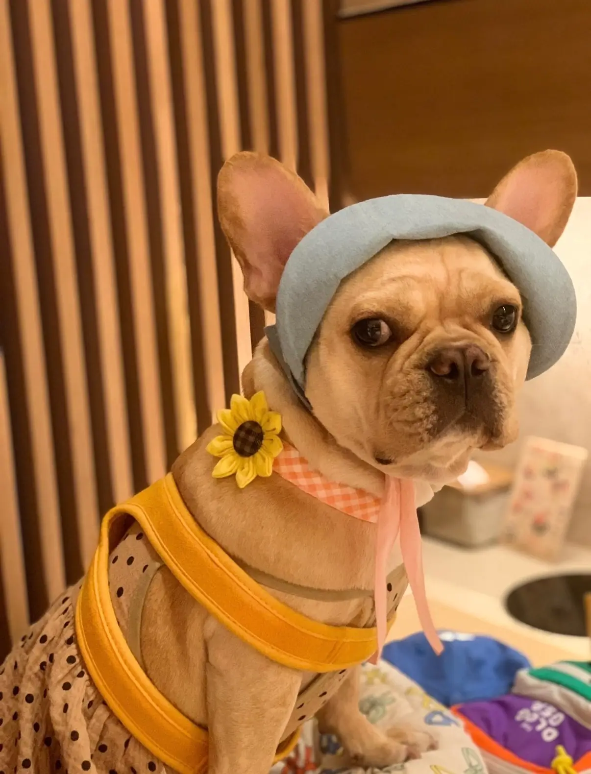 Shabu Baru pets image 3