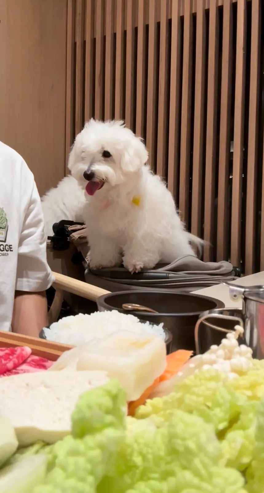 Shabu Baru pets image 1