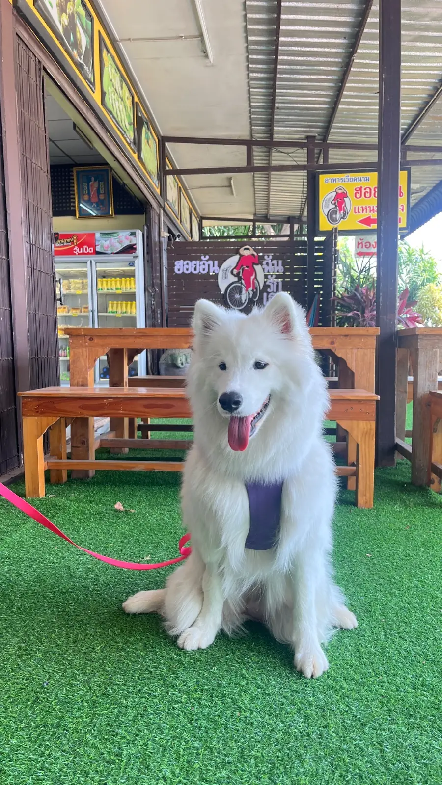 Hoy An Naem Nueng Pak Chong pets image 1