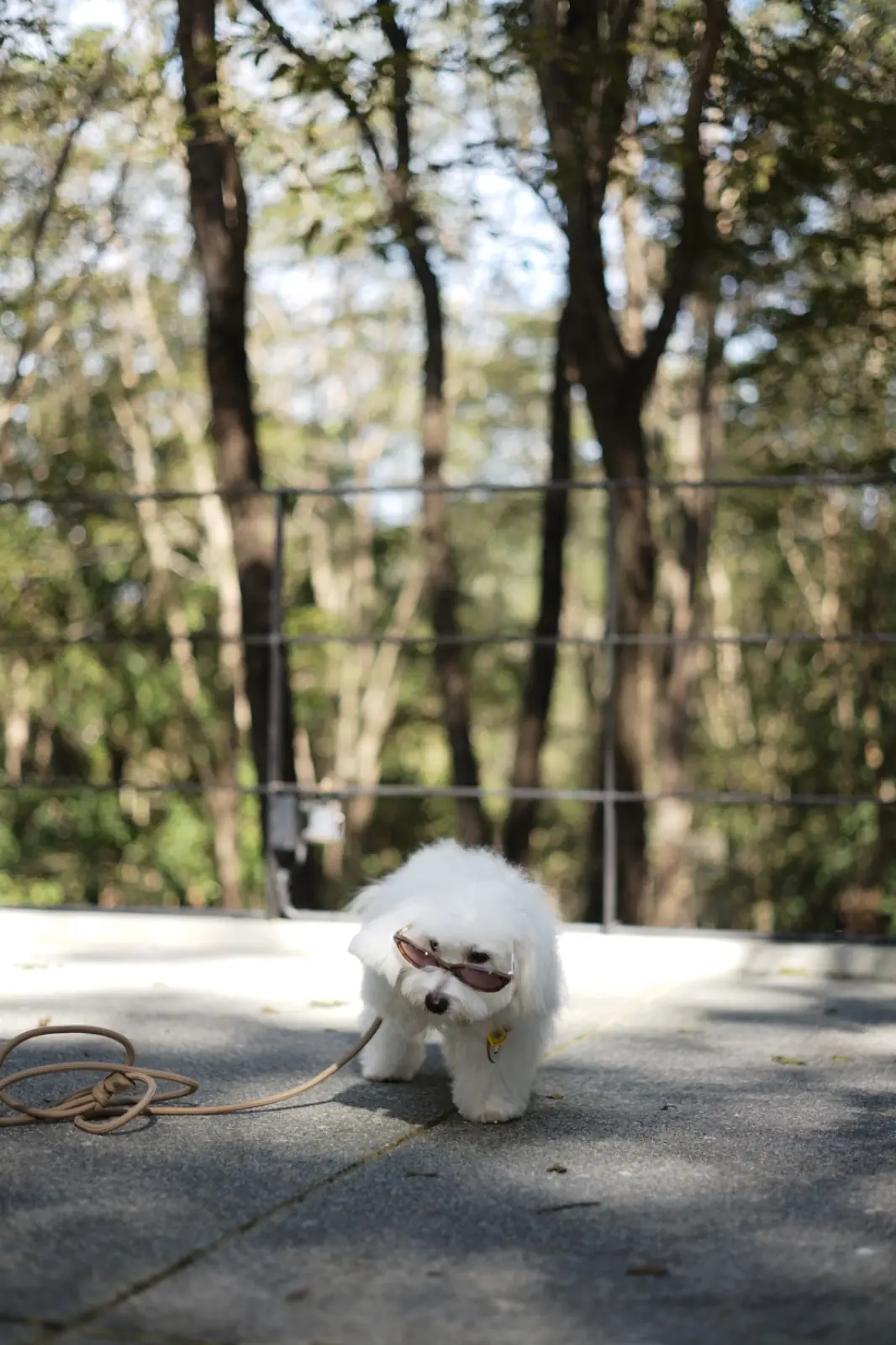 เรเวนสเกล เขาใหญ่ สเปเชี่ยลตี้ คอฟฟี่ pets image 6