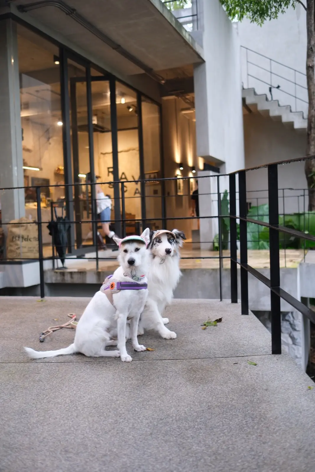 Revenge Scale - Khao Yai Specialty Coffee pets image 2