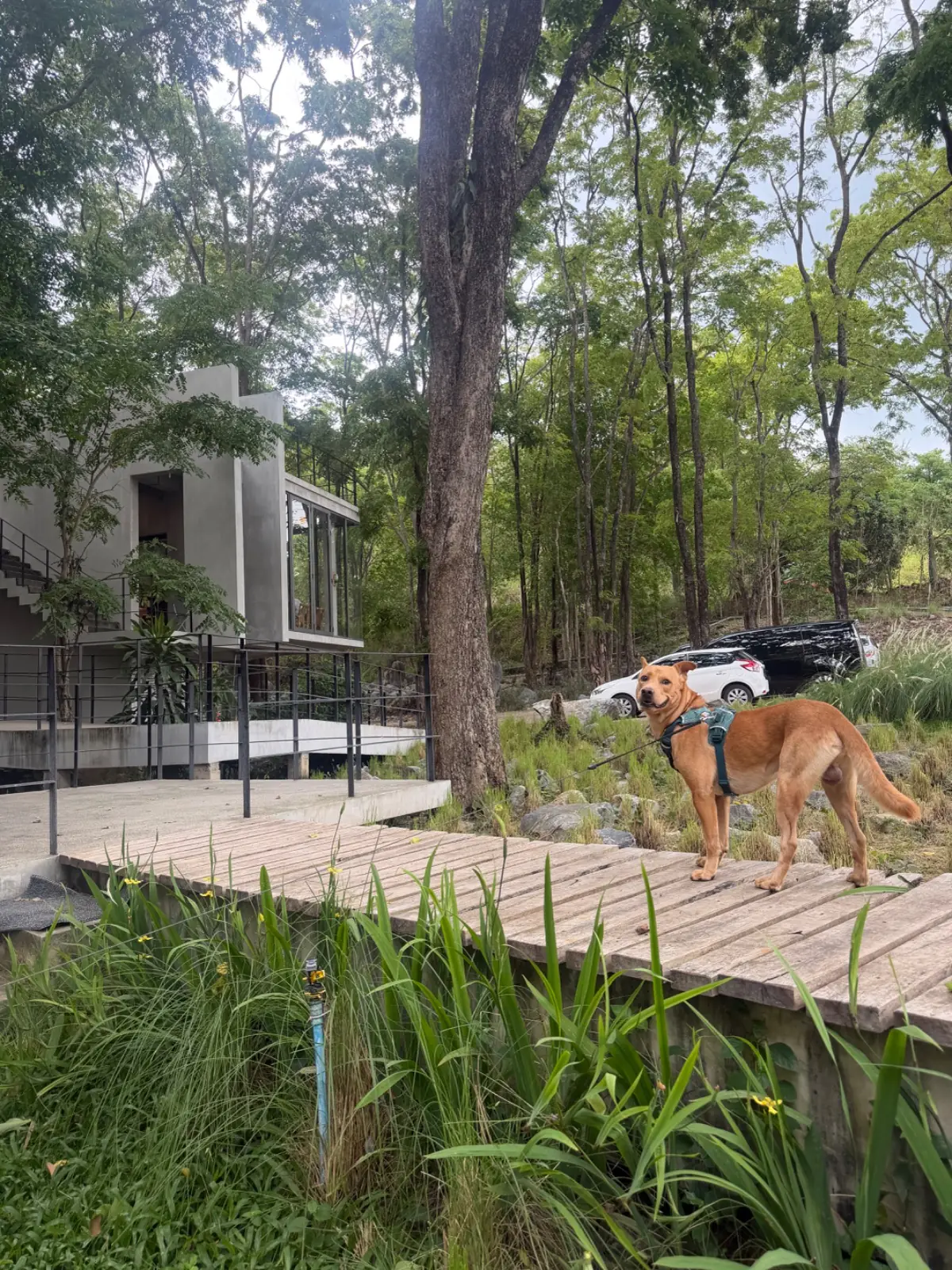 เรเวนสเกล เขาใหญ่ สเปเชี่ยลตี้ คอฟฟี่ pets image 5