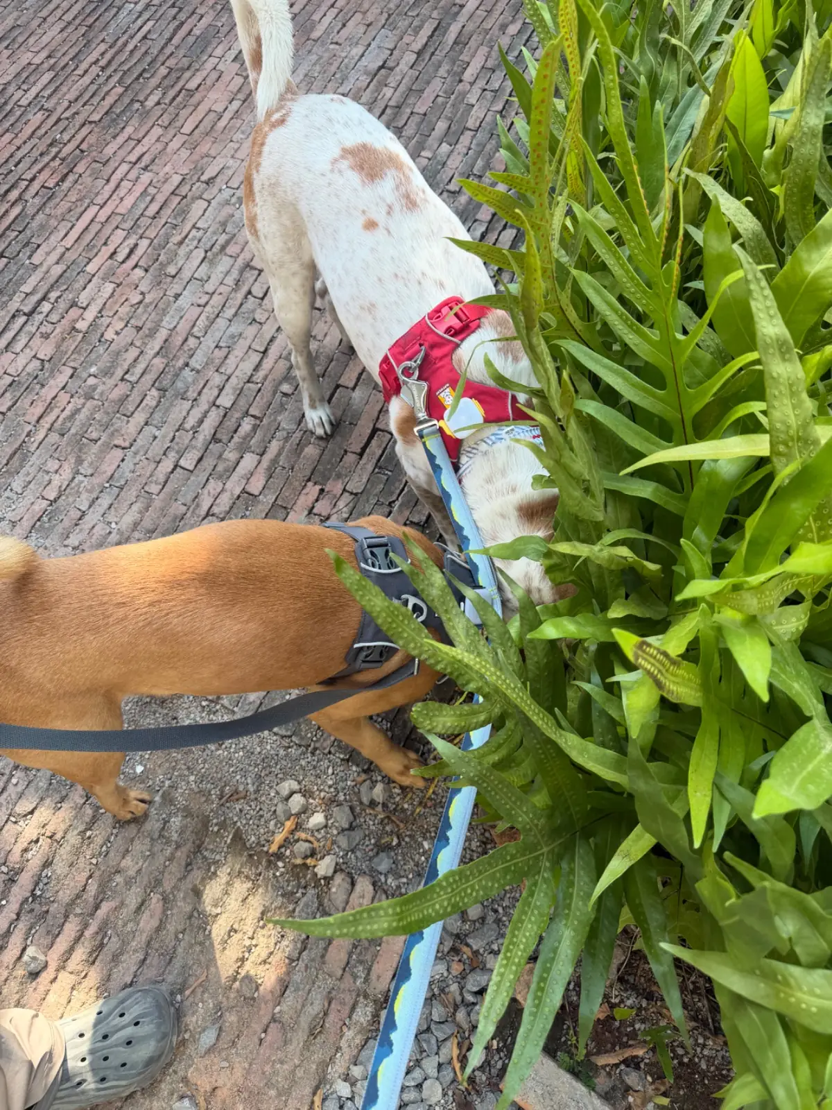 Suk-Suk Pho-cha-na Hua Hin pets image 2