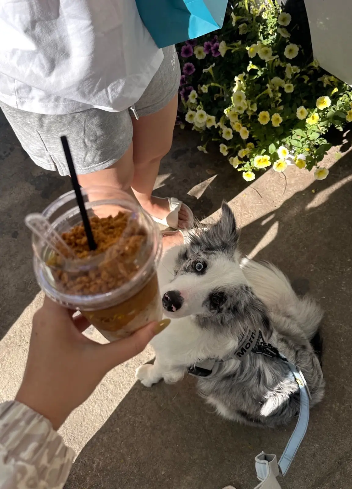 FINDGOODMORNING.COFFEE - ชุมชนไข่เป็ด pets image 1