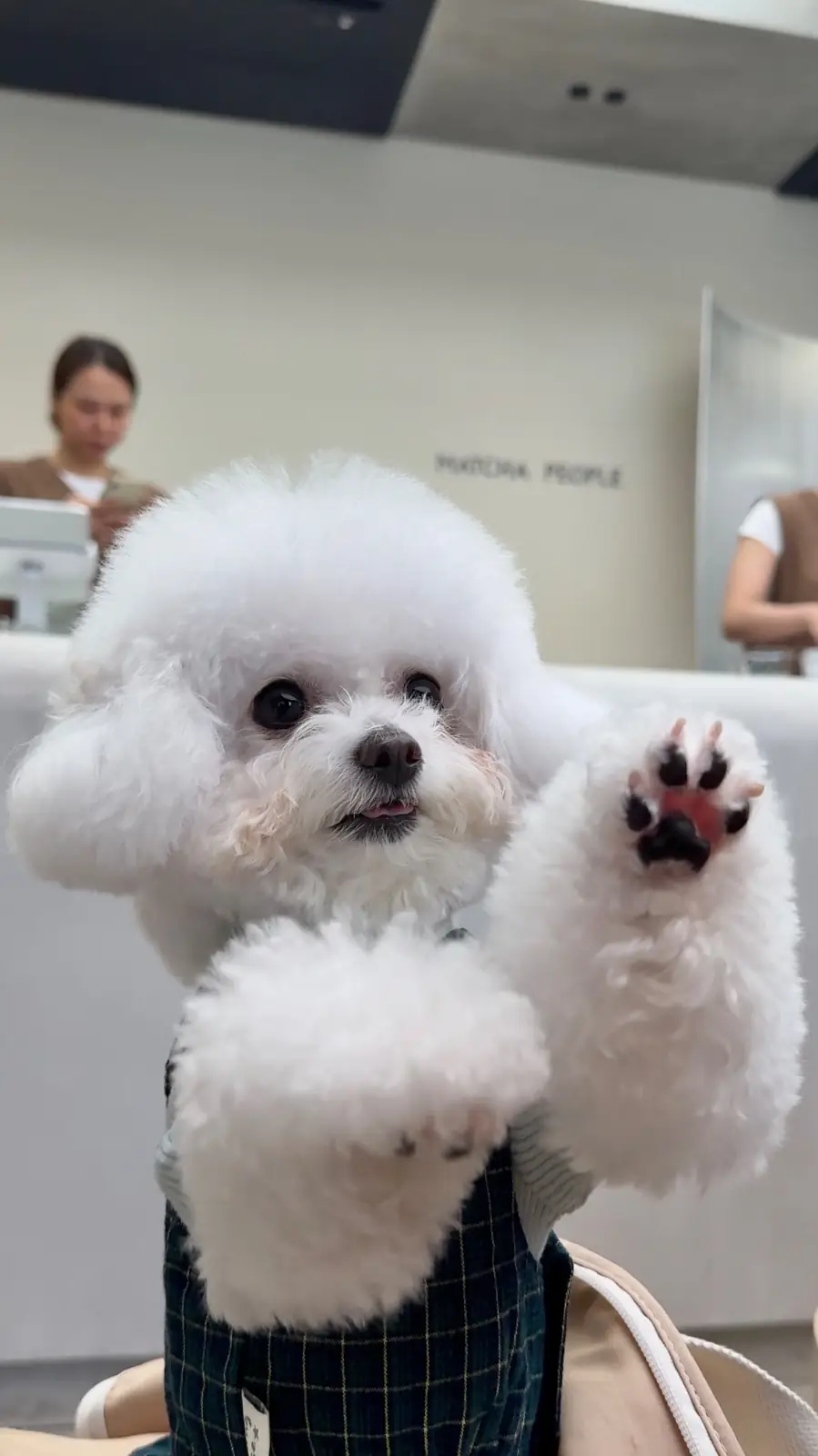 MATCHA PEOPLE other image 1