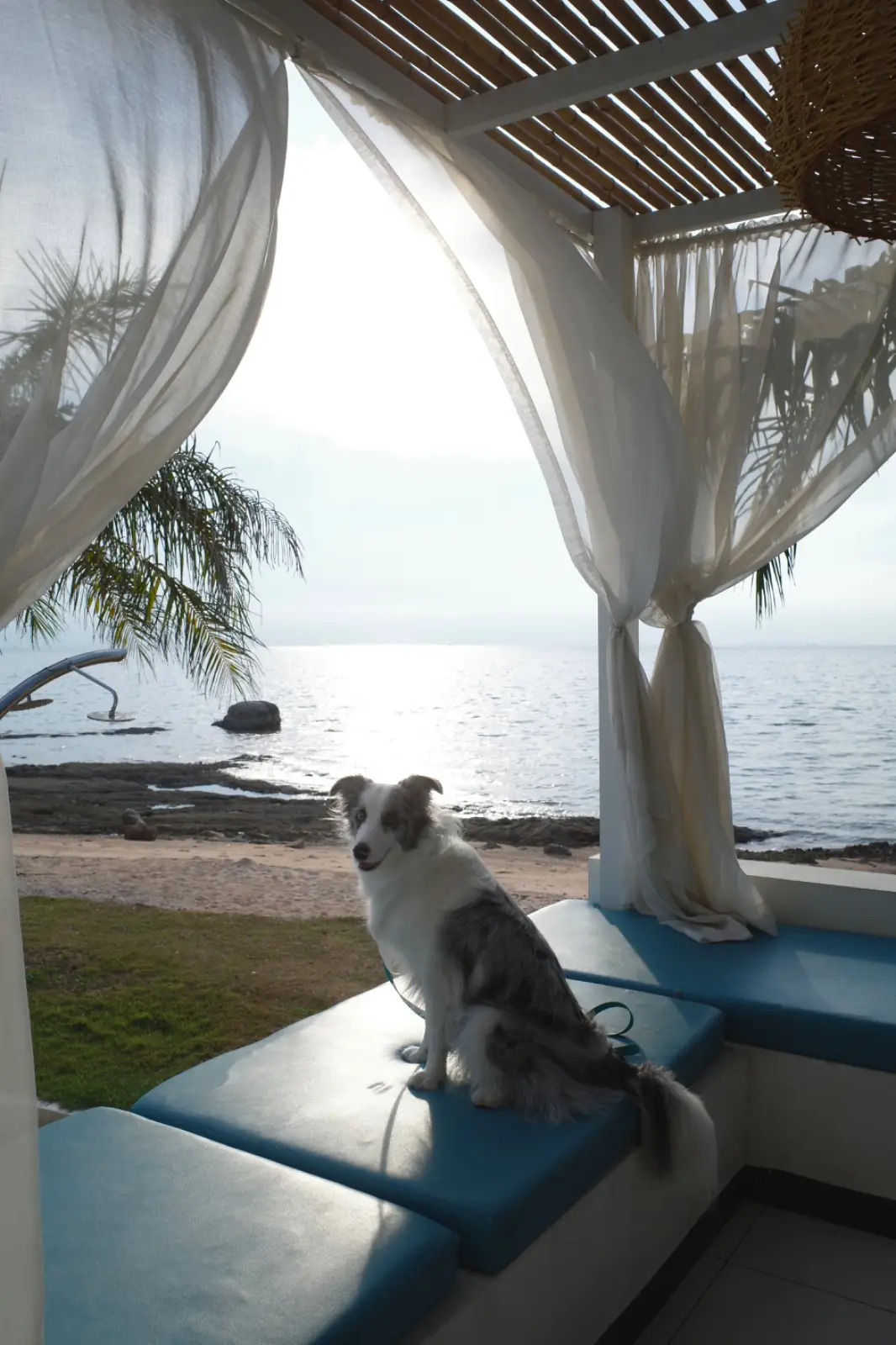 Triz Hideaway pets image 2