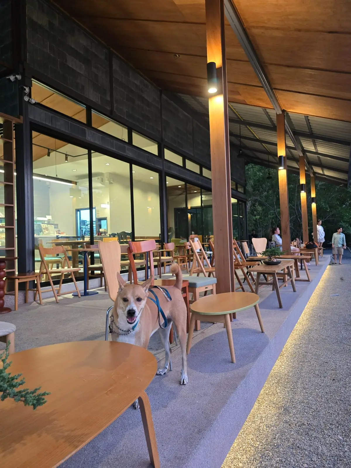 ฮาฟลี่ คาเฟ่ pets image 2