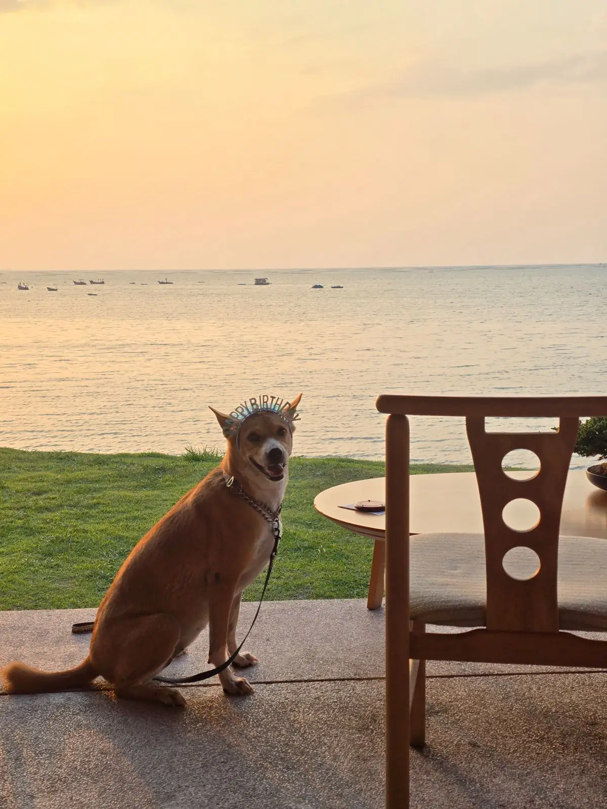 ฮาฟลี่ คาเฟ่ pets image 4