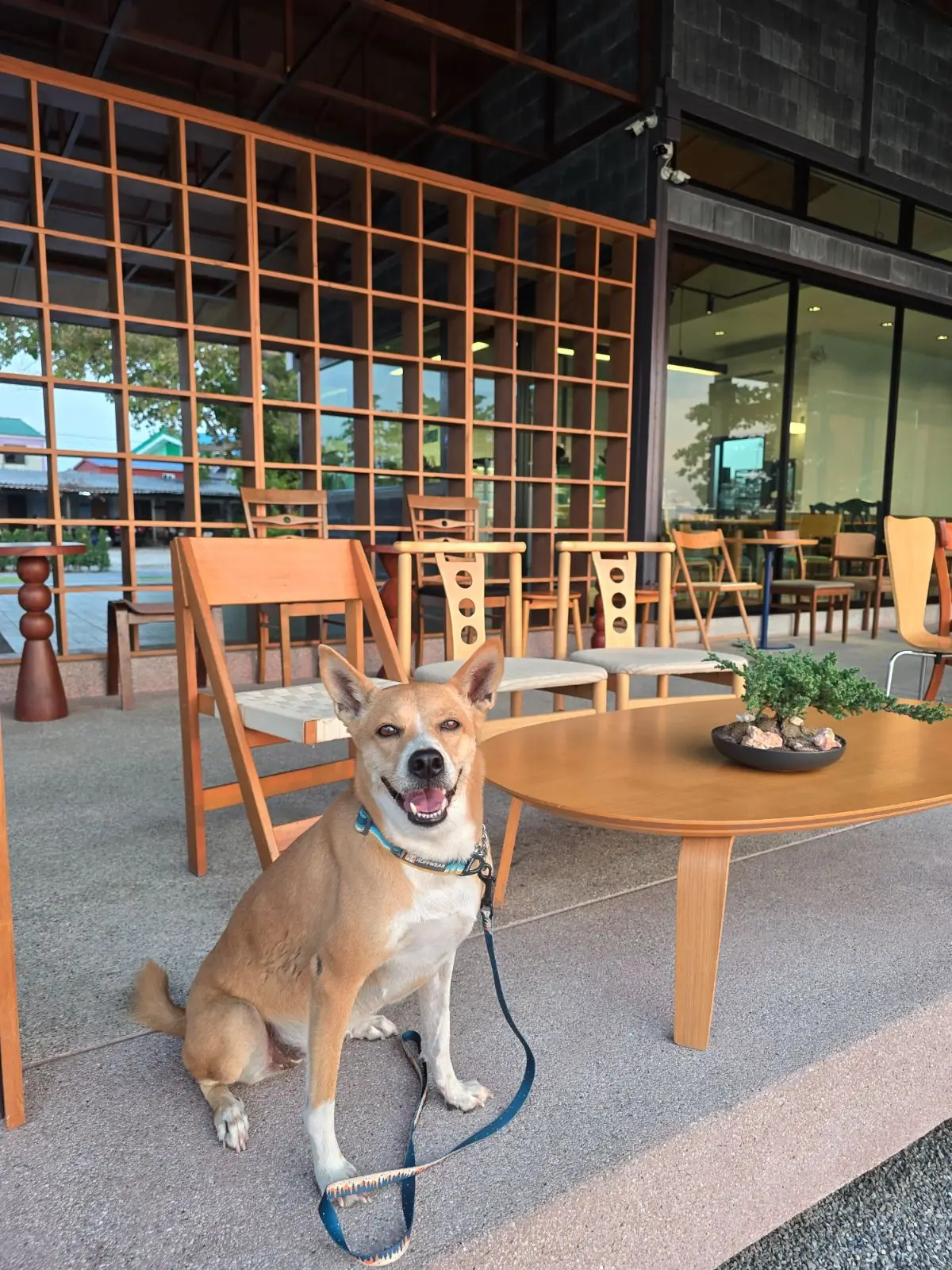 ฮาฟลี่ คาเฟ่ pets image 3