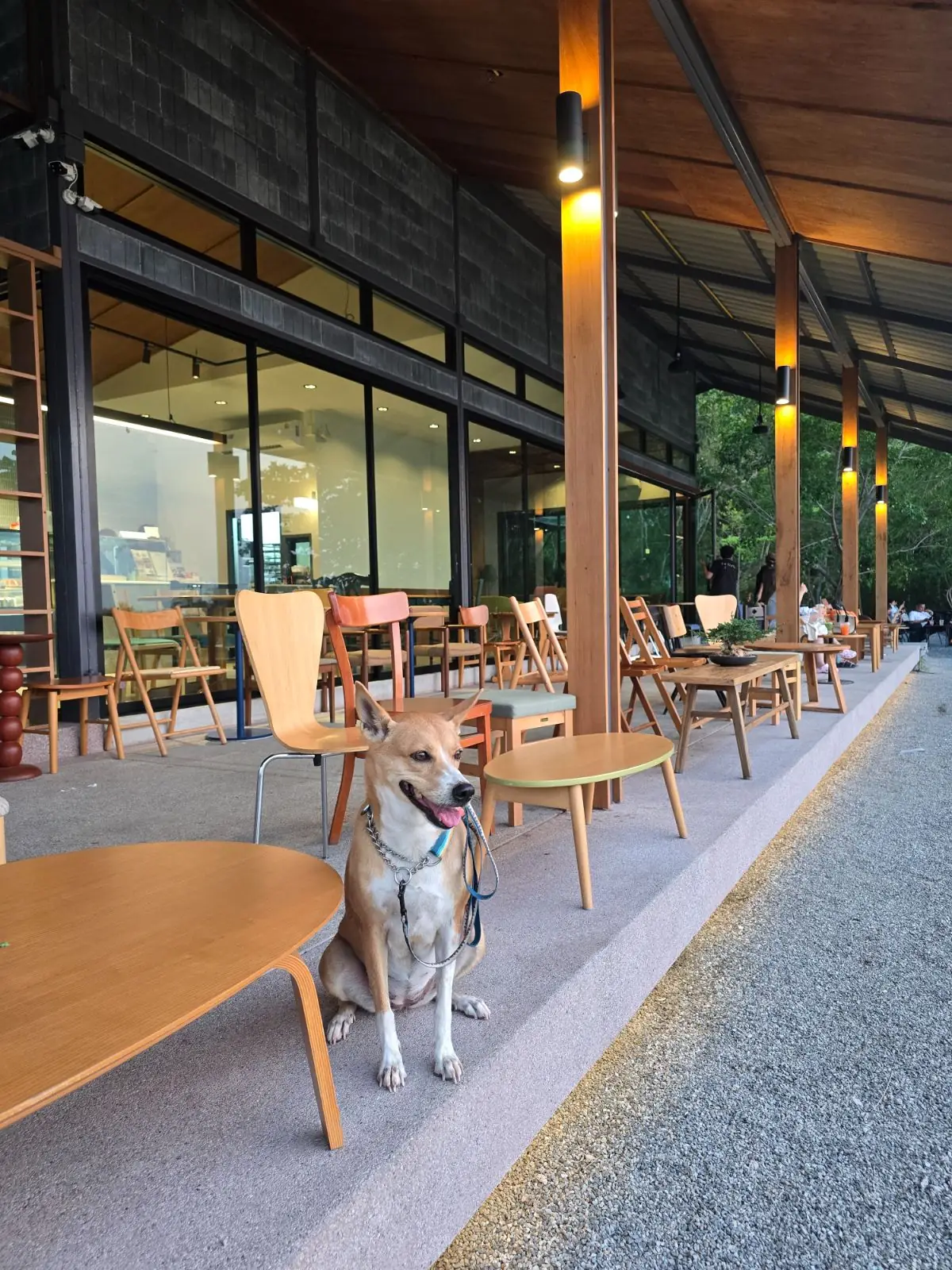 ฮาฟลี่ คาเฟ่ pets image 1