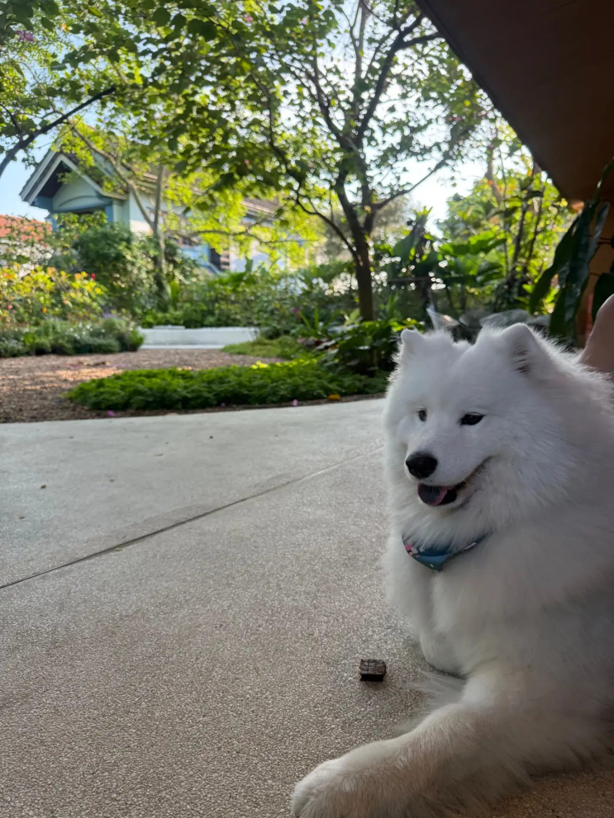 Horme Cafe - Nonthaburi pets image 2