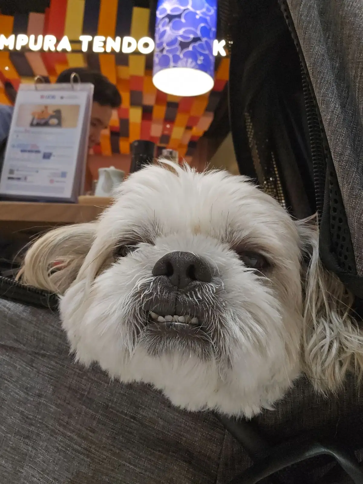 Kaneko Hannosuke - Siam Paragon pets image 1