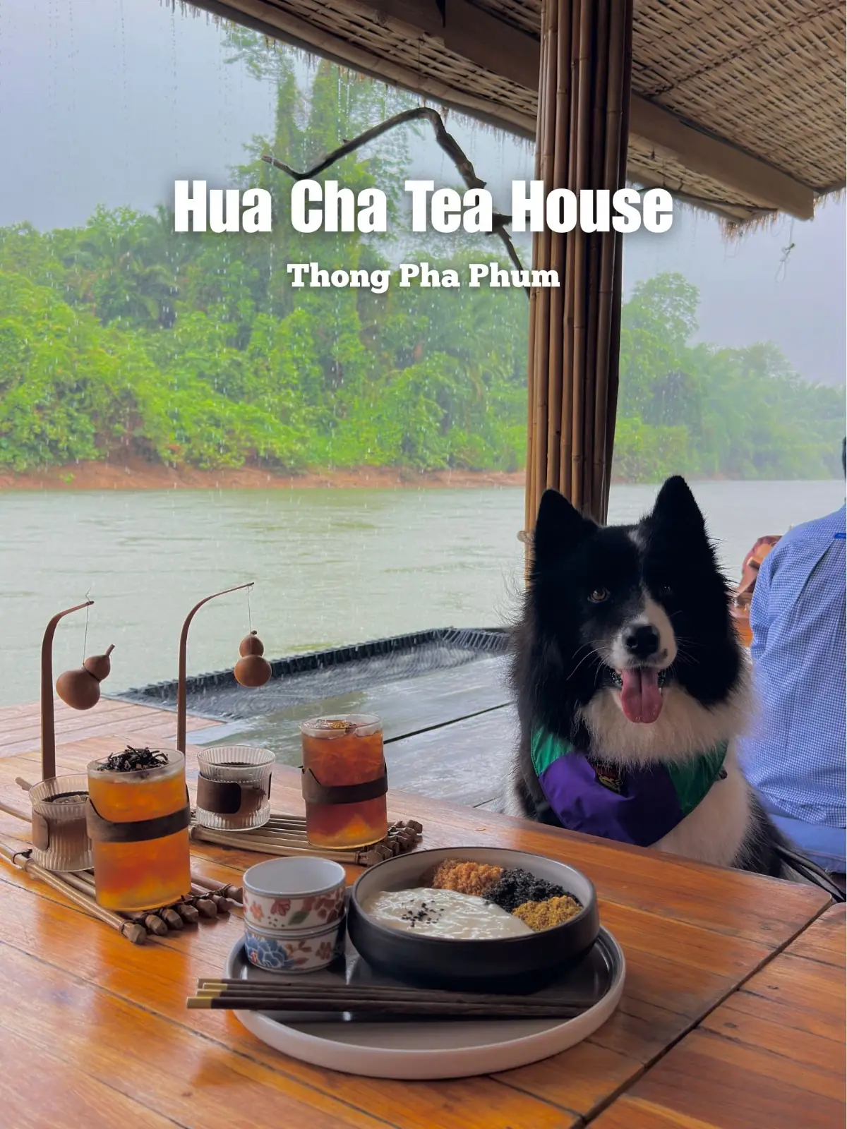 Hua Cha Tea House pets image 1