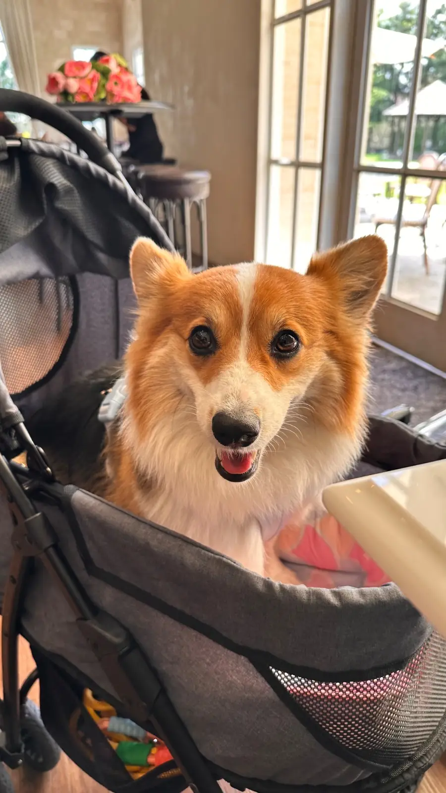 128 Craft & Soul pets image 3