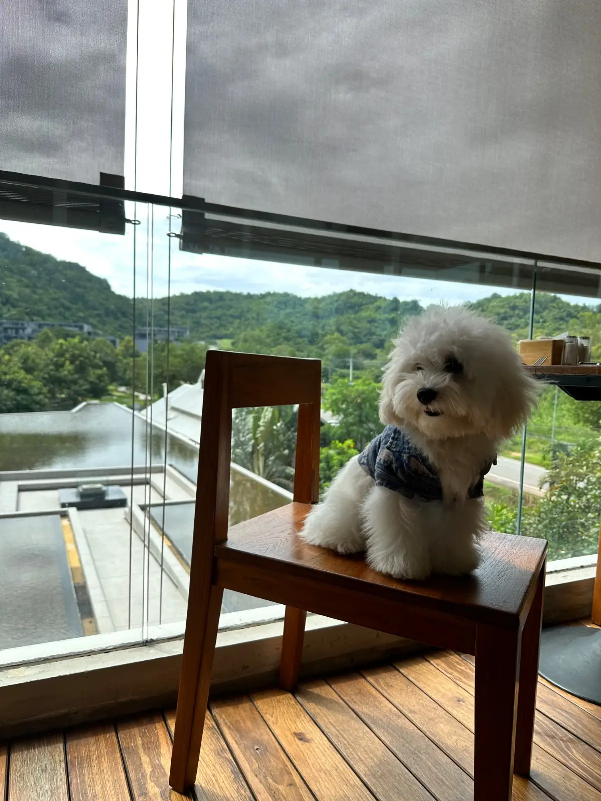 เดอะ เภรี โฮเต็ล เขาใหญ่ pets image 1