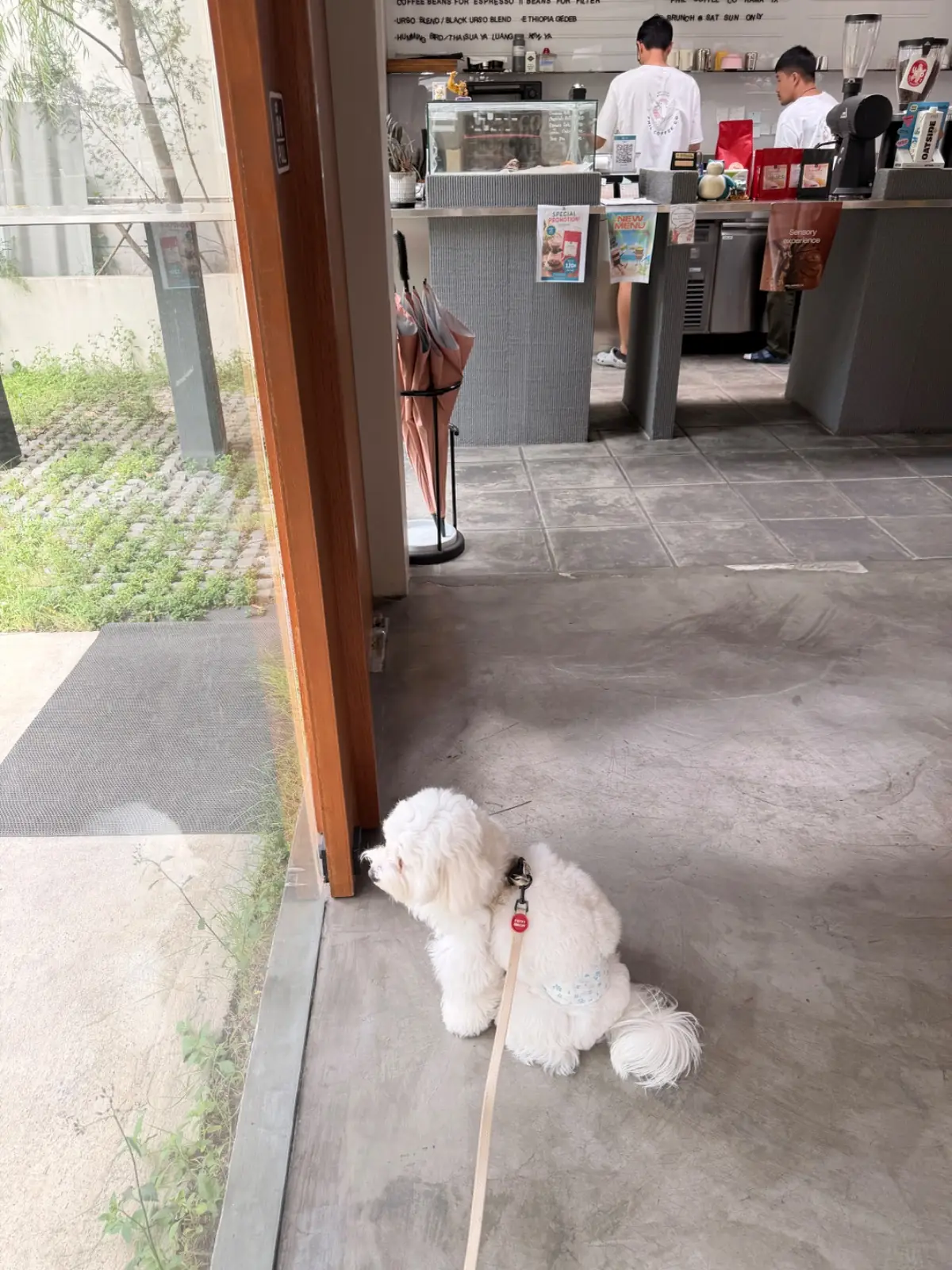 Phil Coffee Co - Rama IX pets image 1